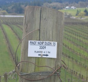 Row tag overlooking some still-sleeping pinot back on March 31, 2008