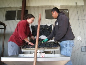 Alanna and Jaime (son of Blanca) on the sorting line